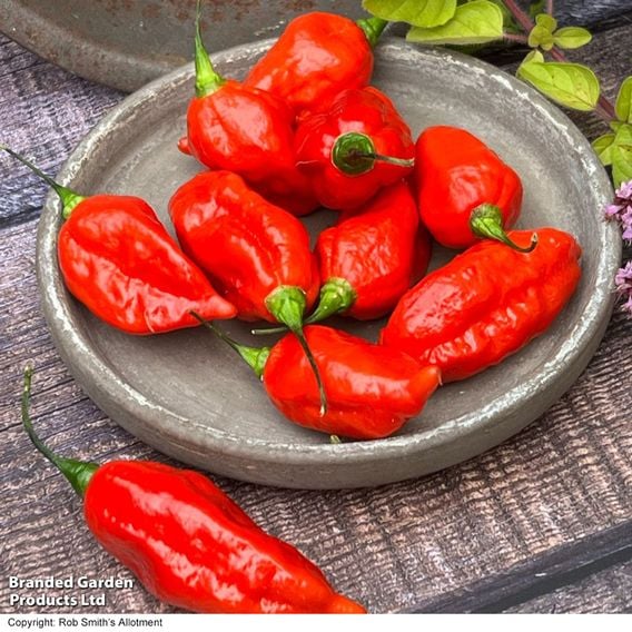 Chilli Pepper 'Pit Viper Naga' (Hot)