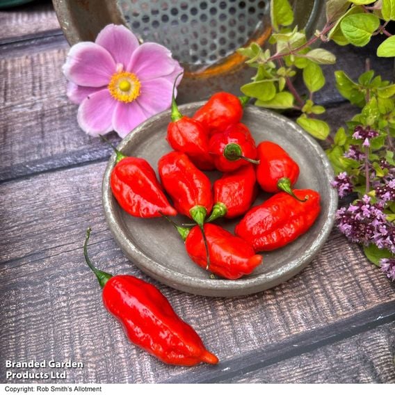 Chilli Pepper 'Pit Viper Naga' (Hot)
