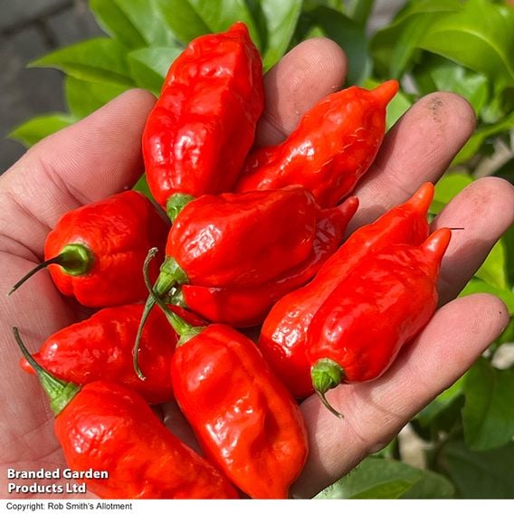 Chilli Pepper 'Pit Viper Naga' (Hot)