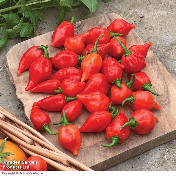 Chilli Pepper 'Raging Bull' (Hot)