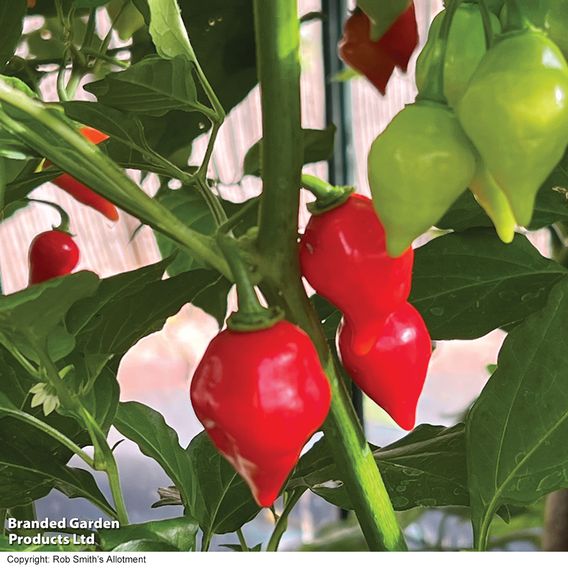 Chilli Pepper 'Raging Bull' (Hot)