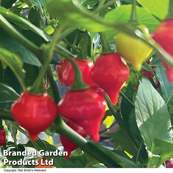 Chilli Pepper 'Raging Bull' - Seeds