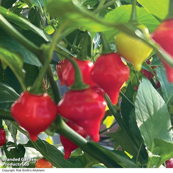 Chilli Pepper 'Raging Bull' (Hot)