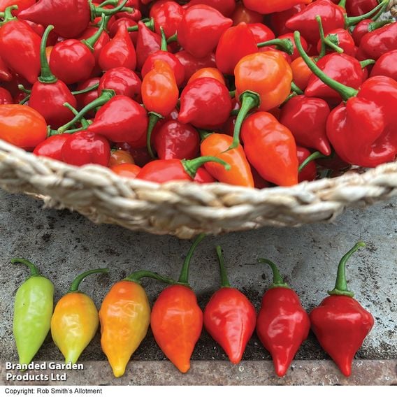 Chilli Pepper 'Raging Bull' (Hot)