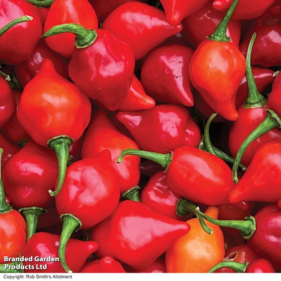 Chilli Pepper 'Raging Bull' (Hot)