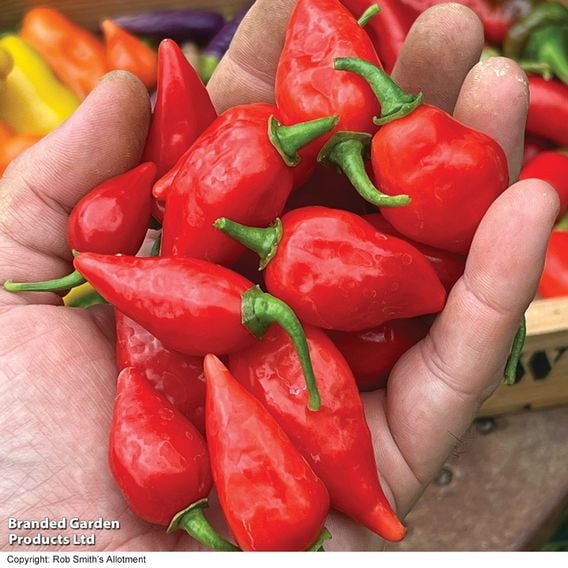 Chilli Pepper 'Raging Bull' (Hot)