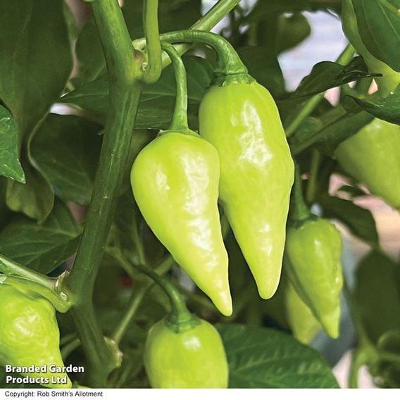 Chilli Pepper 'Raging Bull' (Hot)