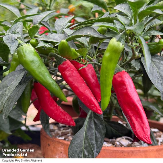Chilli Pepper 'Rapid Jalapeno'