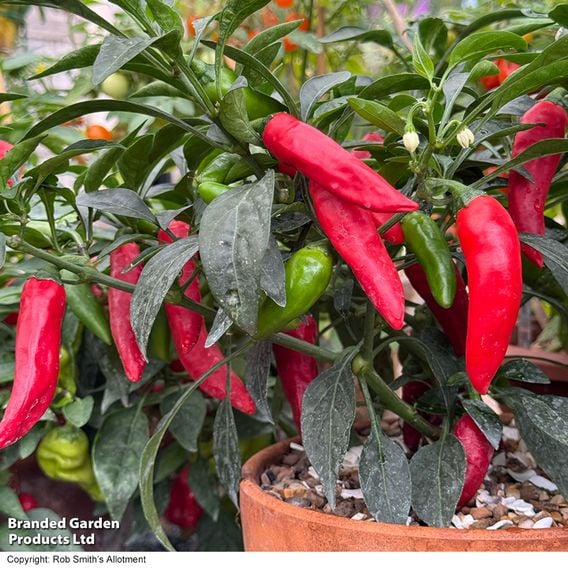 Chilli Pepper 'Rapid Jalapeno'