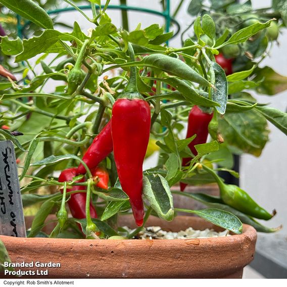 Chilli Pepper 'Rapid Jalapeno'
