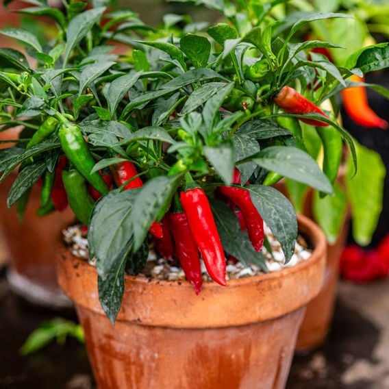Chilli Pepper 'Rapid Jalapeno' - Seeds