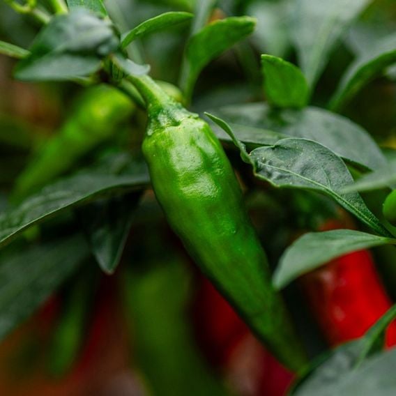 Chilli Pepper 'Rapid Jalapeno' - Seeds
