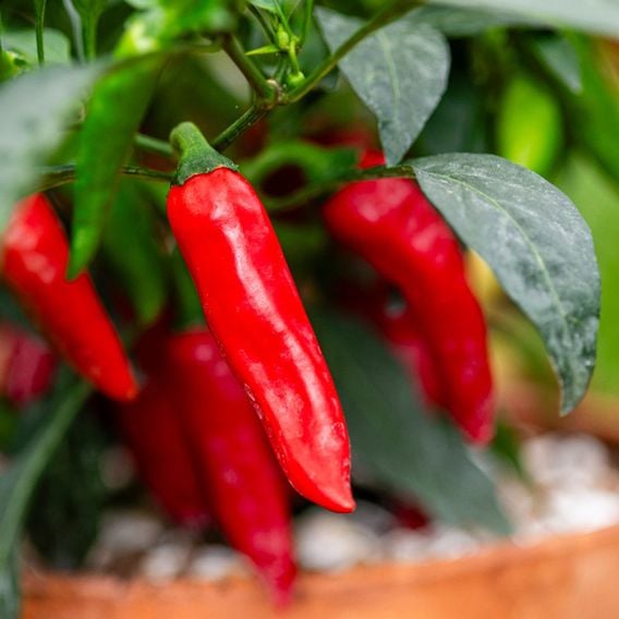 Chilli Pepper 'Rapid Jalapeno' - Seeds
