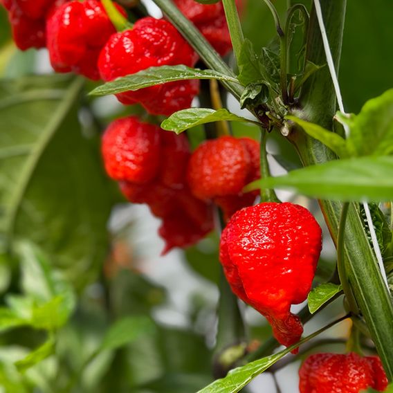 Chilli Pepper Hot Patio 'Carolina Reaper'