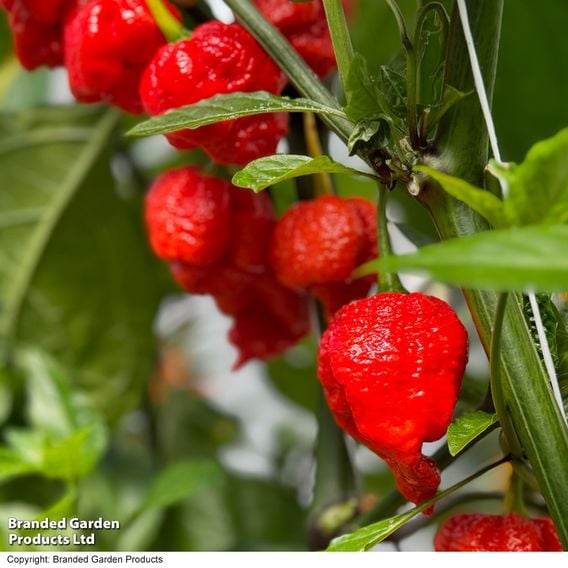 Chilli Pepper Hot Patio 'Carolina Reaper'