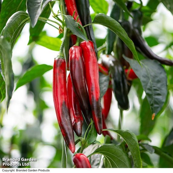 Chilli Pepper 'Sangre Noir'