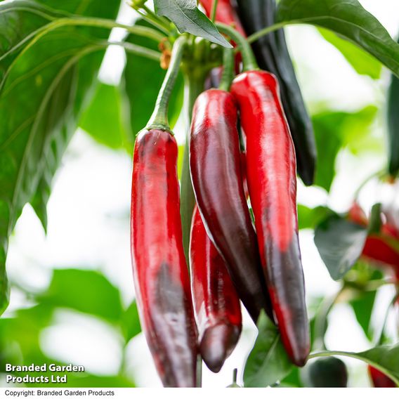 Chilli Pepper 'Sangre Noir'