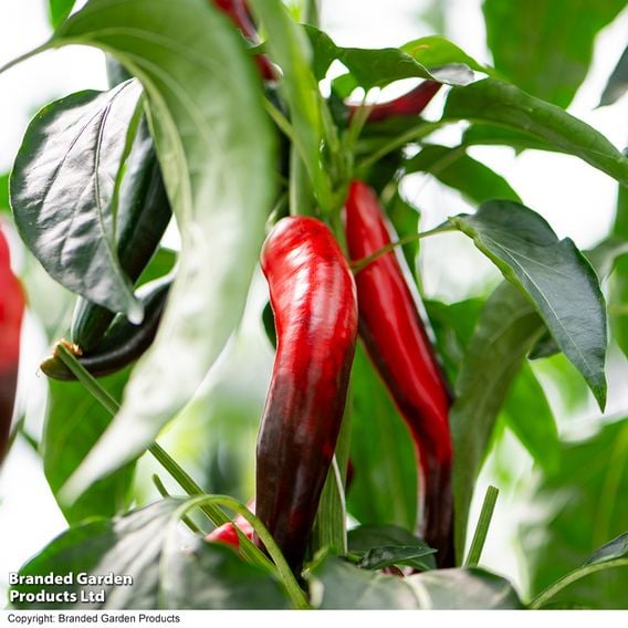 Chilli Pepper 'Sangre Noir'