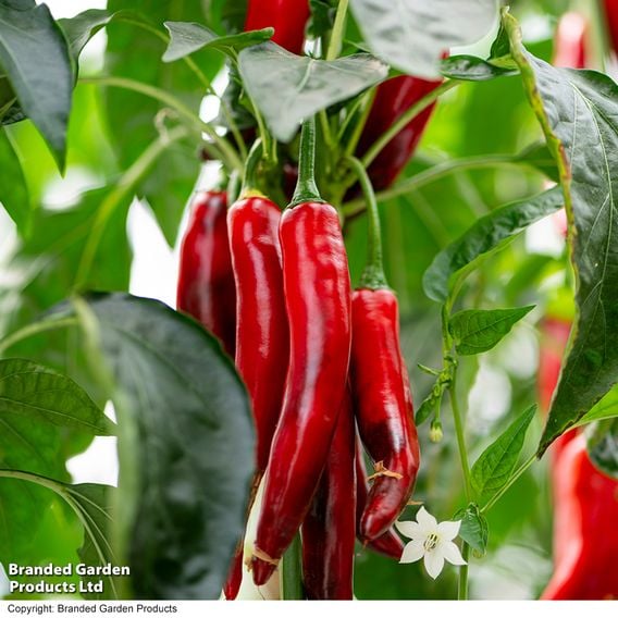 Chilli Pepper 'Sangre Noir'