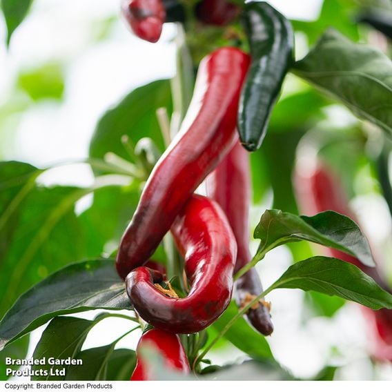 Chilli Pepper 'Sangre Noir'