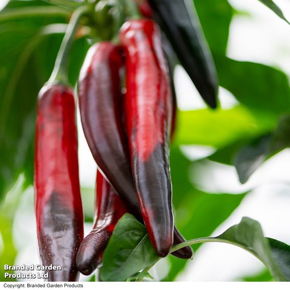 Chilli Pepper 'Sangre Noir'