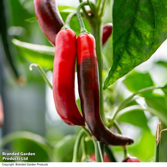 Chilli Pepper 'Sangre Noir'