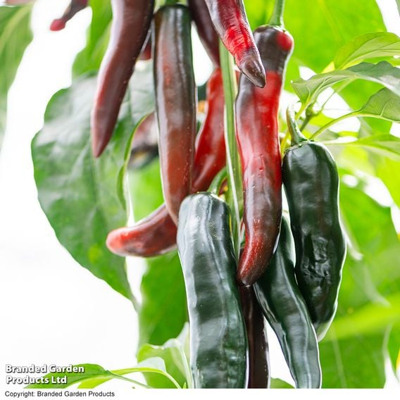 Chilli Pepper 'Sangre Noir'