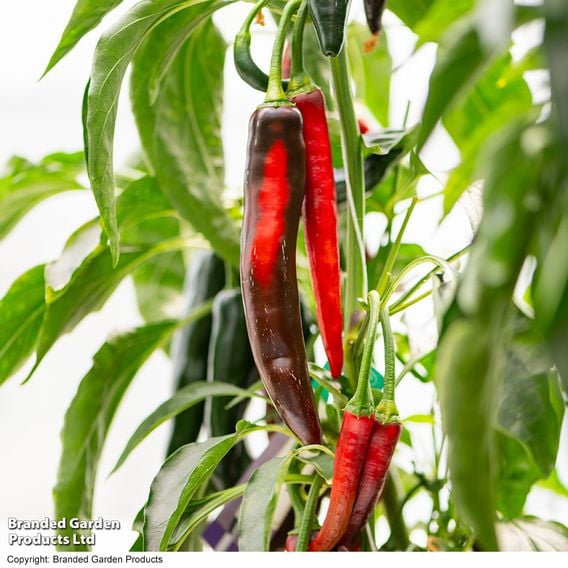 Chilli Pepper 'Sangre Noir'