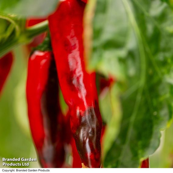 Chilli Pepper 'Sangre Noir'