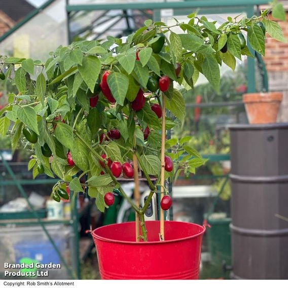 Chilli Pepper 'Scallywag'