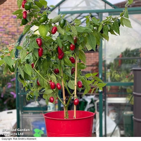 Chilli Pepper 'Scallywag'