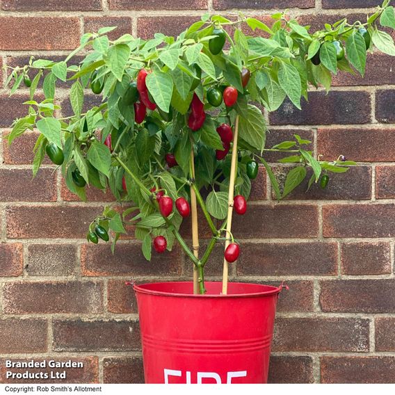 Chilli Pepper 'Scallywag'