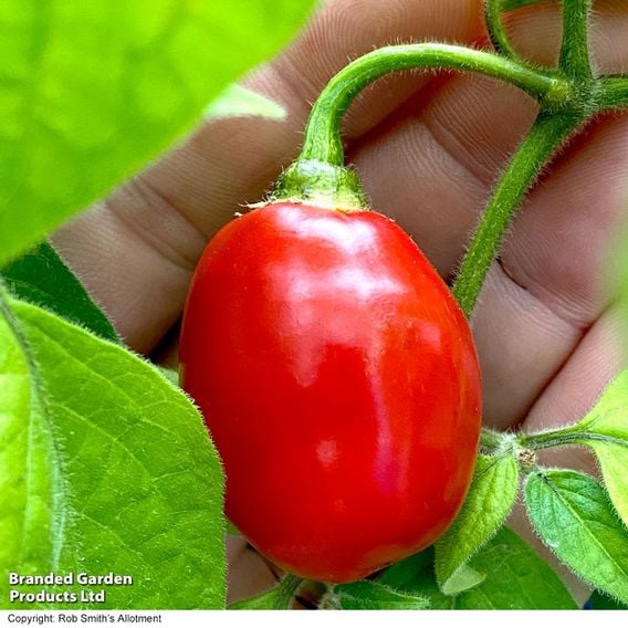 Chilli Pepper 'Scallywag'