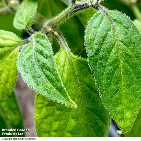 Chilli Pepper 'Scallywag'