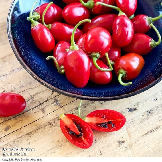 Chilli Pepper 'Scallywag'