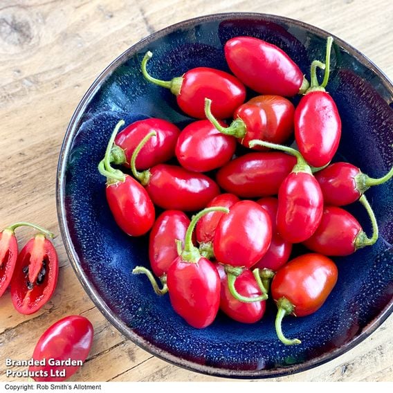 Chilli Pepper 'Scallywag'