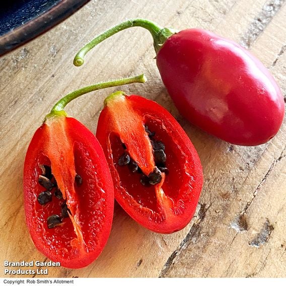 Chilli Pepper 'Scallywag'