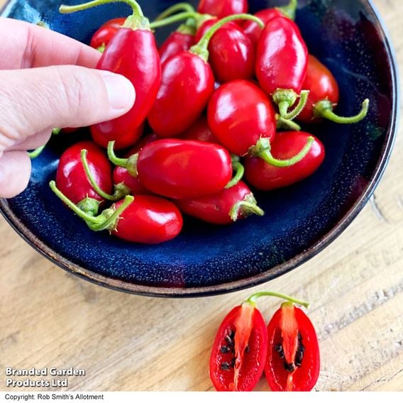 Chilli Pepper 'Scallywag'