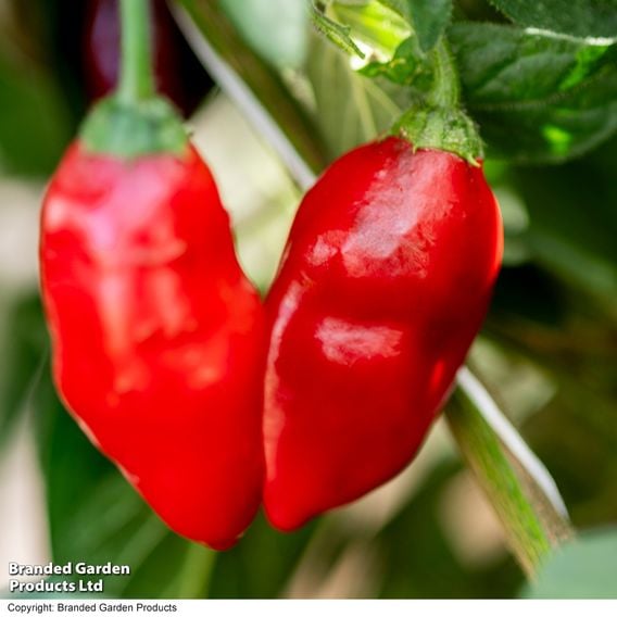 Chilli Pepper 'Scallywag'