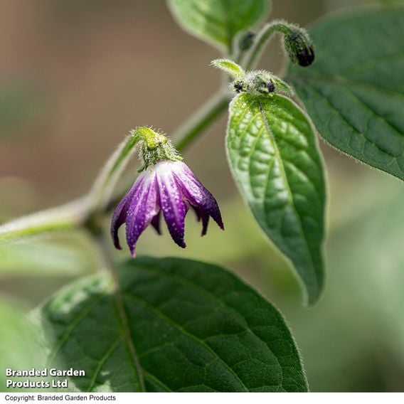 Chilli Pepper 'Scallywag'