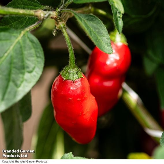 Chilli Pepper 'Scallywag'