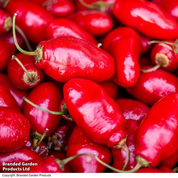 Chilli Pepper 'Scallywag'