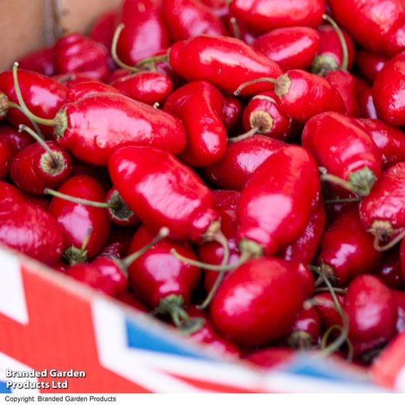 Chilli Pepper 'Scallywag'
