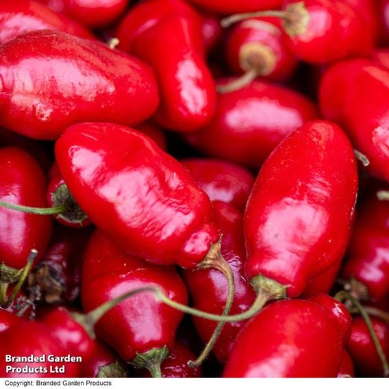 Chilli Pepper 'Scallywag'