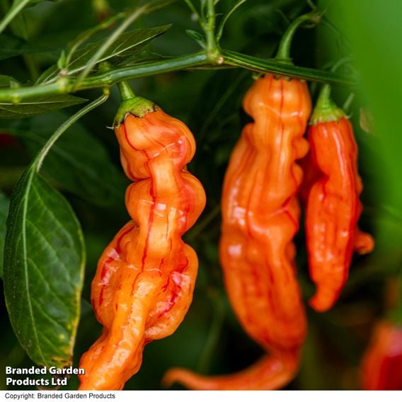 Chilli Pepper 'Sugar Rush Stripey'