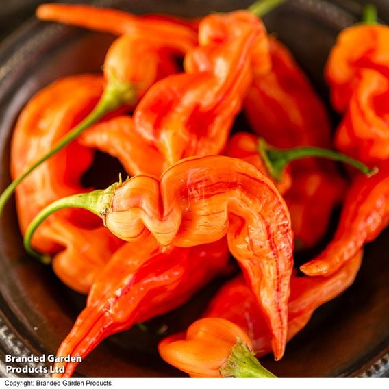 Chilli Pepper 'Sugar Rush Stripey'