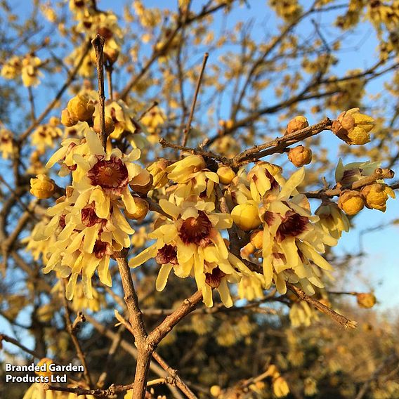 Chimonanthus Praecox
