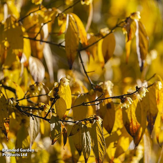 Chimonanthus Praecox