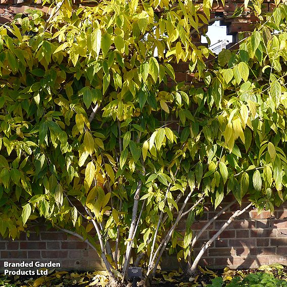 Chimonanthus Praecox