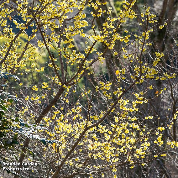 Chimonanthus Praecox